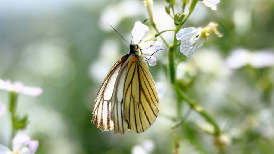 Biodiversity: Insects with Dr Yi Zou